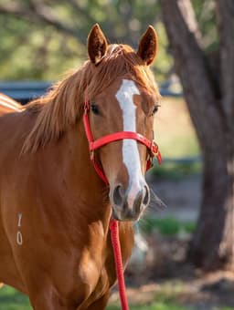 In A Minute With Former AFL Superstar & Now Trainer Hayden Ballantyne