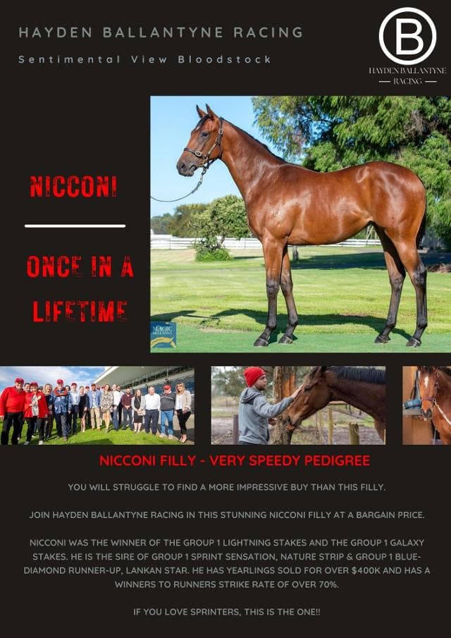 Nicconi Filly